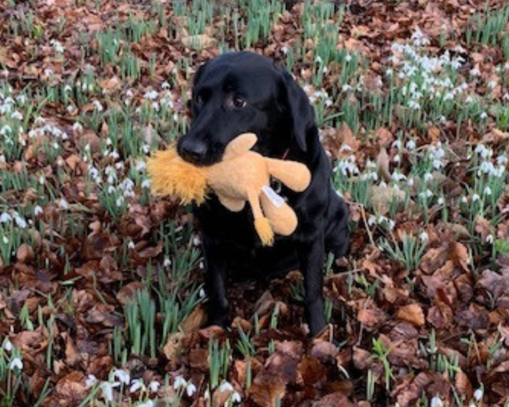 Retired police dog Jazz with her toy