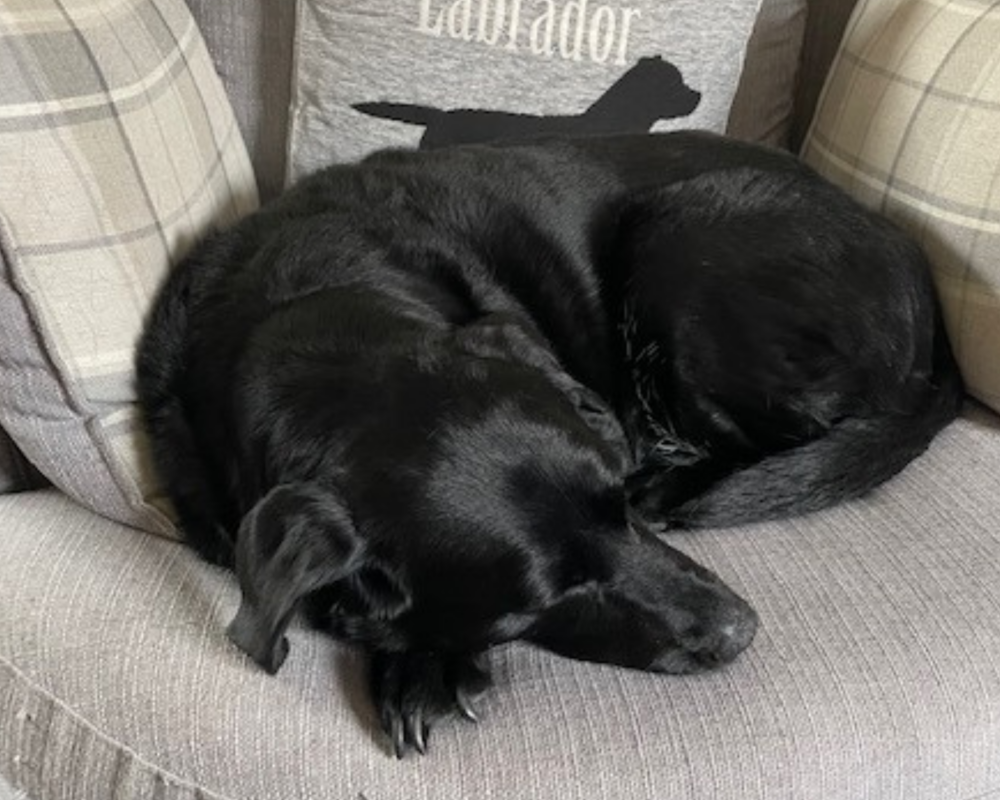 Retired police dog Jazz sleeping