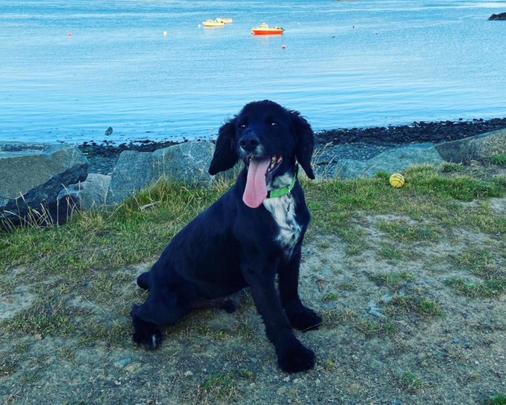 Retired police dog Joe
