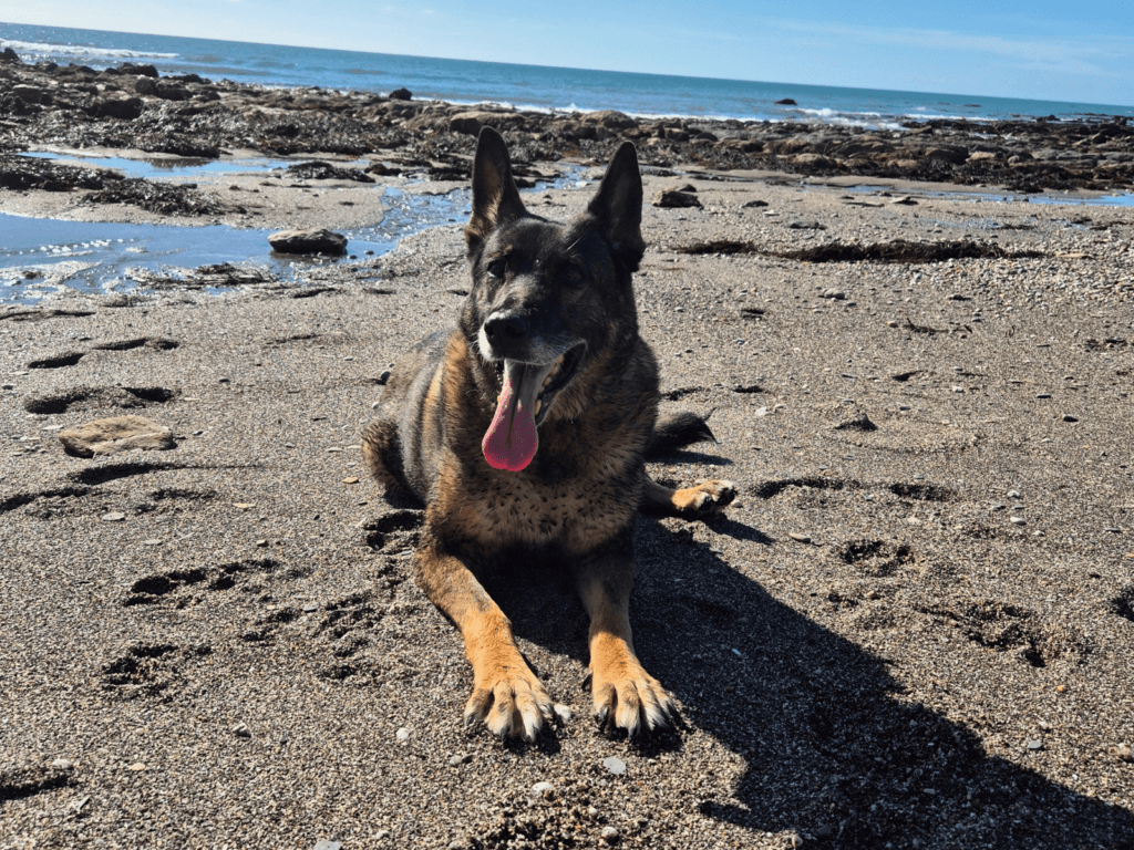 Retired police dog Lilly on the beach