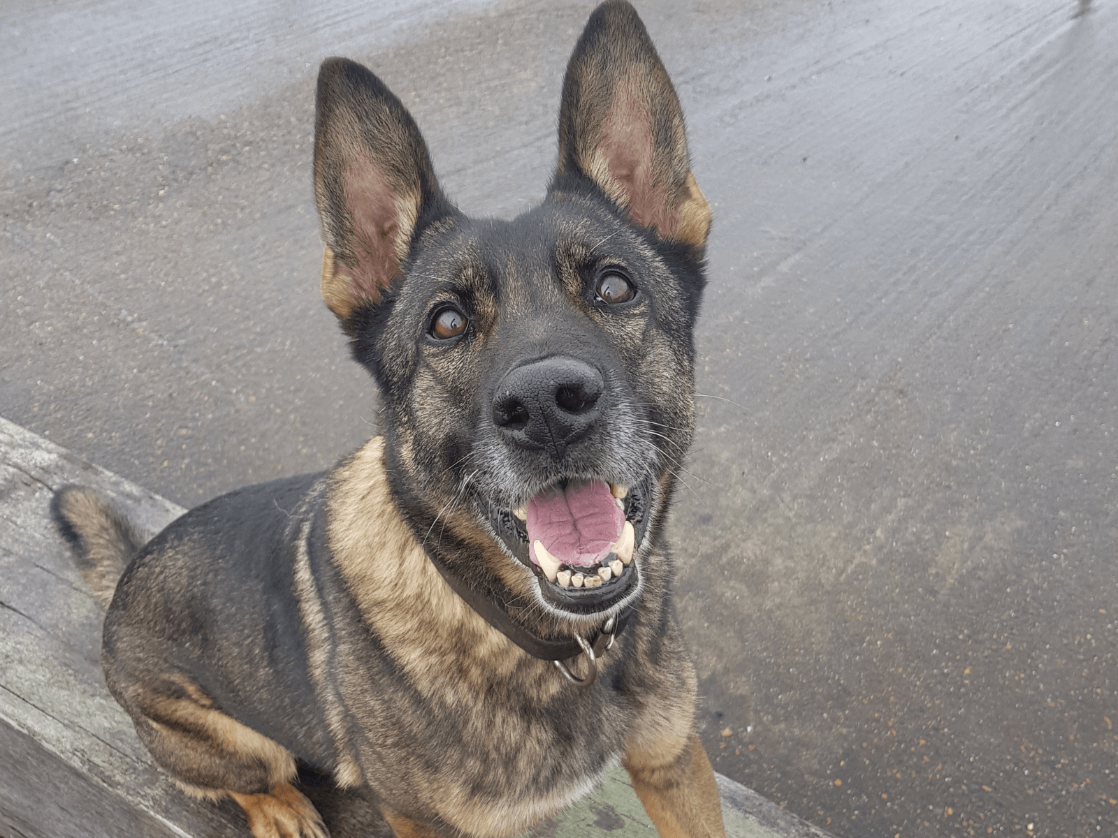 Retired police dog Lilly