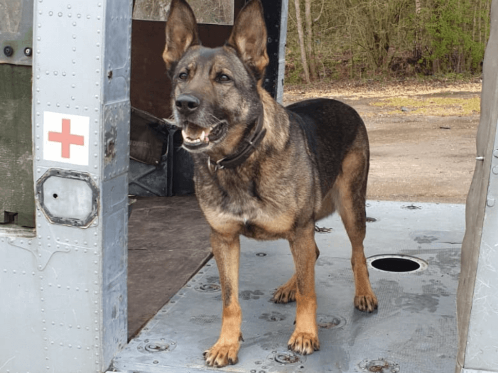 Police dog Lilly