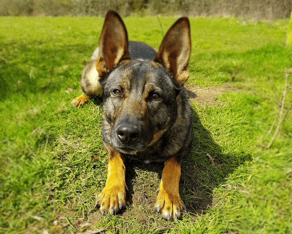 Retired police dog Lilly ready to pounce