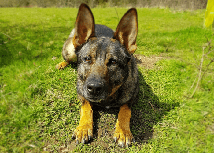 Retired police dog Lilly ready to pounce