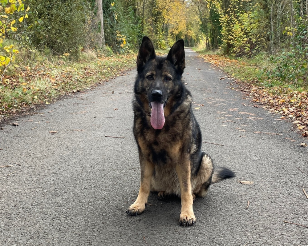 Retired police dog Luna