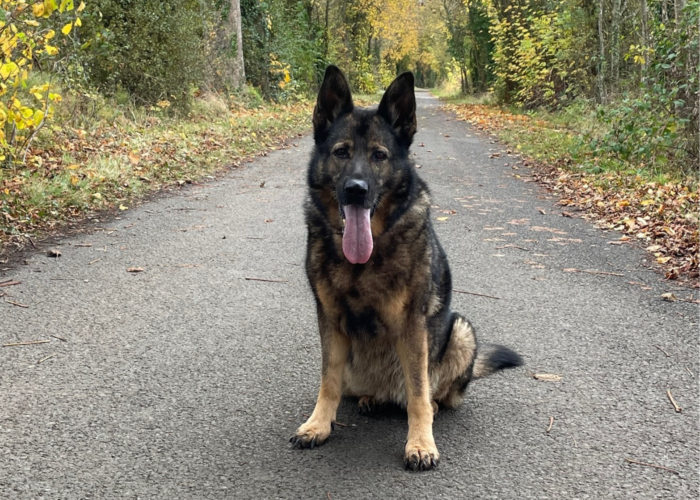 Retired police dog Luna