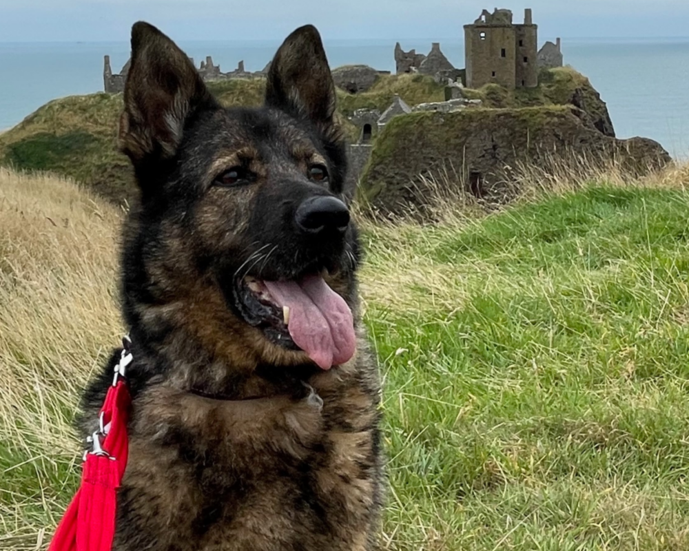 Retired police dog Luna on a walk
