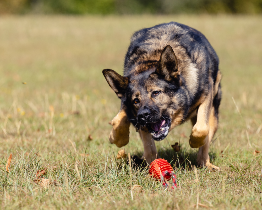 Retired police dog Luna playing