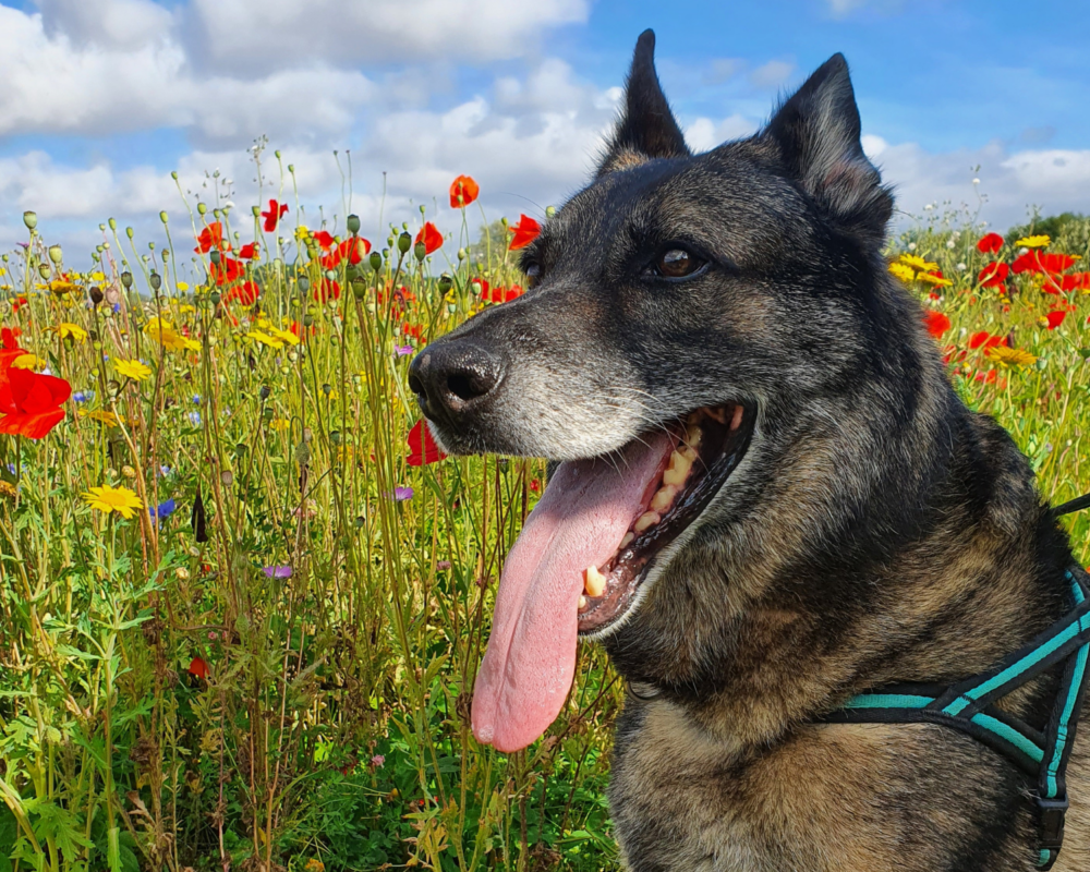 Retired police dog Max