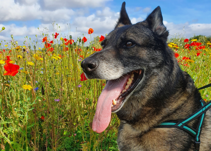 Retired police dog Max