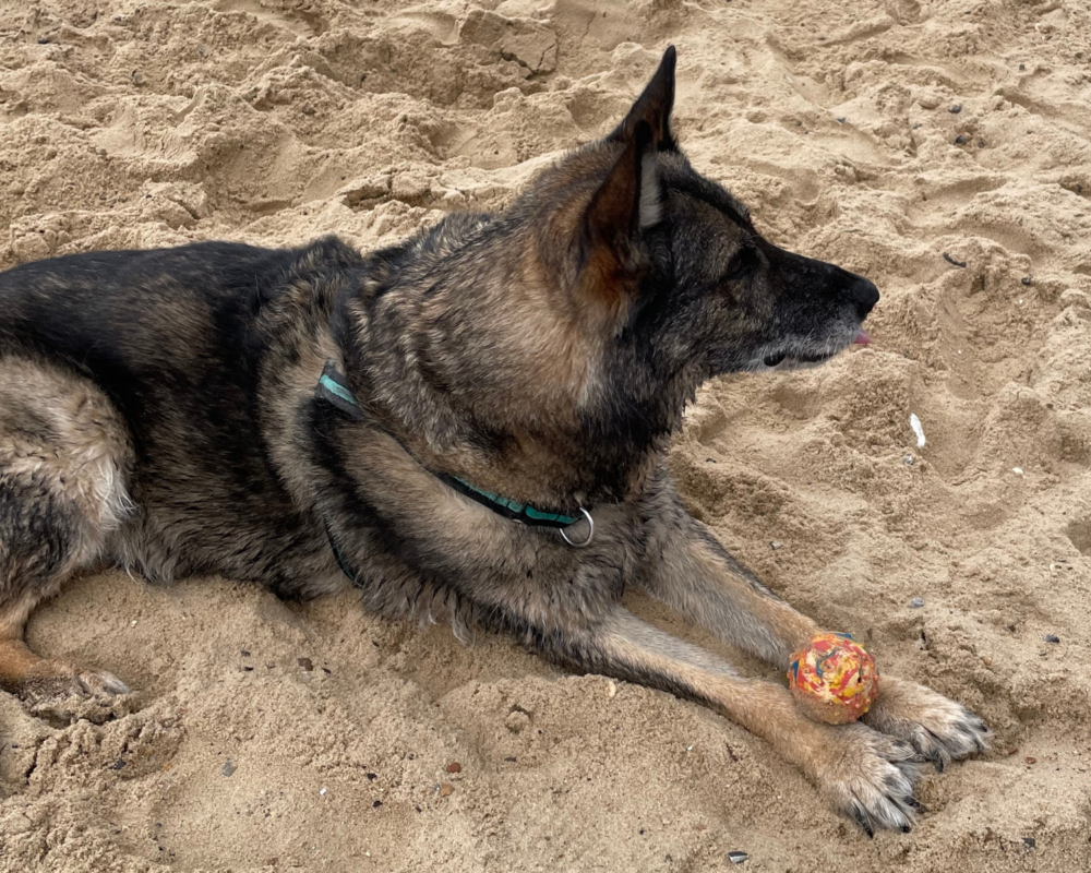 Retired police dog Max at the beach