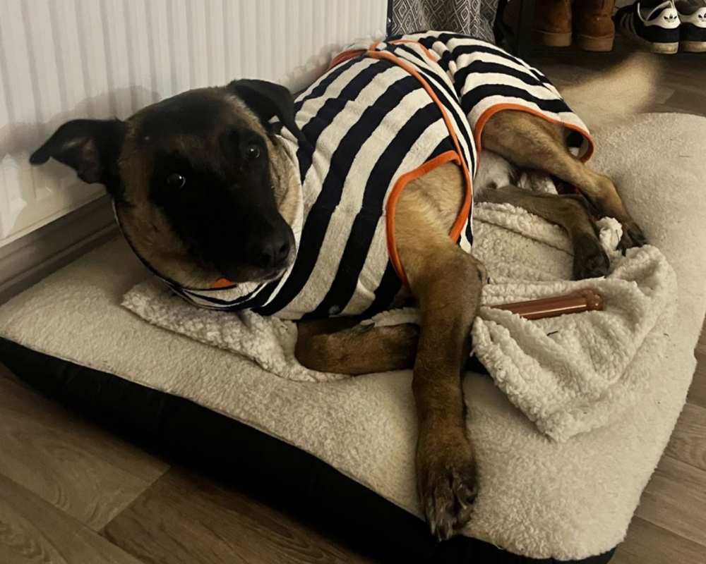 Retired police dog Miko recovering