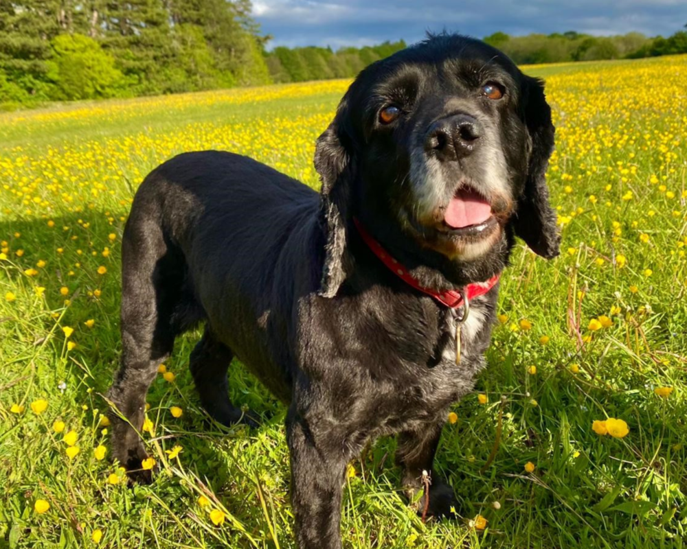 Retired police dog Milly enjoying spring