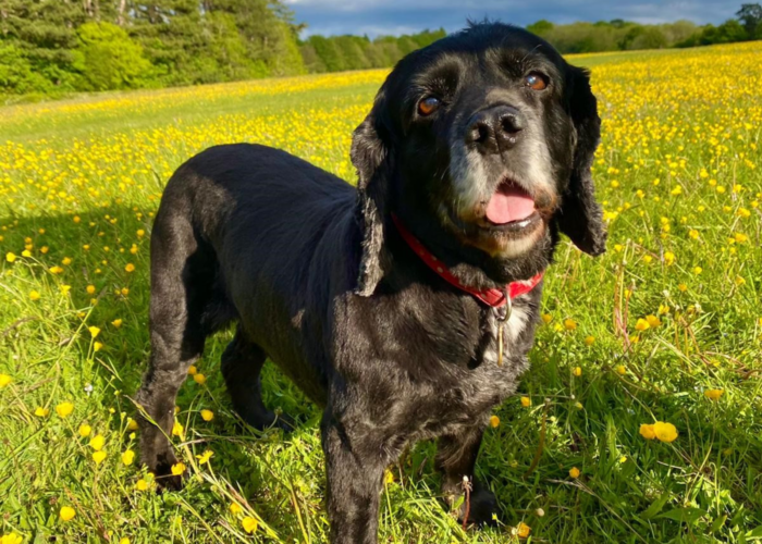 Retired police dog Milly enjoying spring