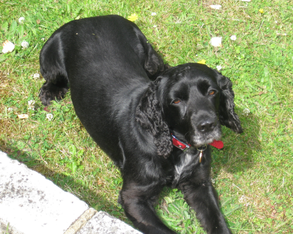 Retired police dog Milly