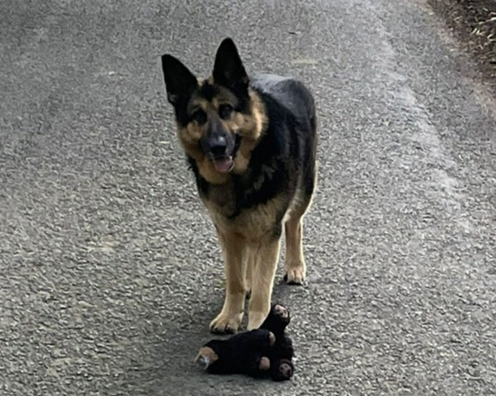 Retired police dog Neeko with his toy