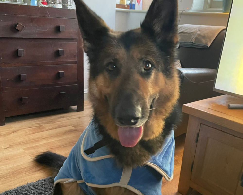 Retired police dog Neeko