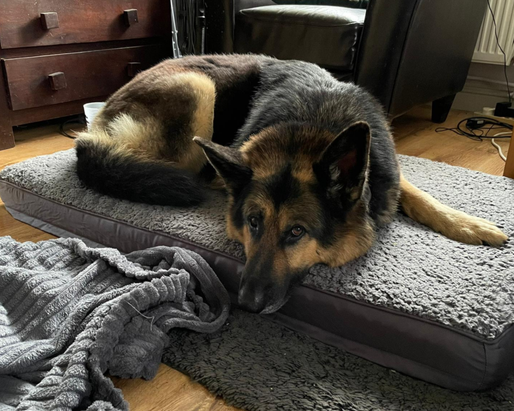 Retired police dog Neeko recovering