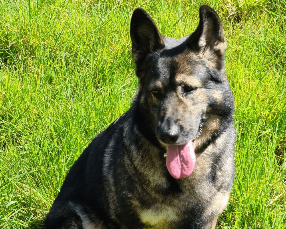 Retired police dog Norma