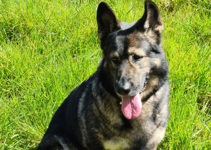 Retired police dog Norma