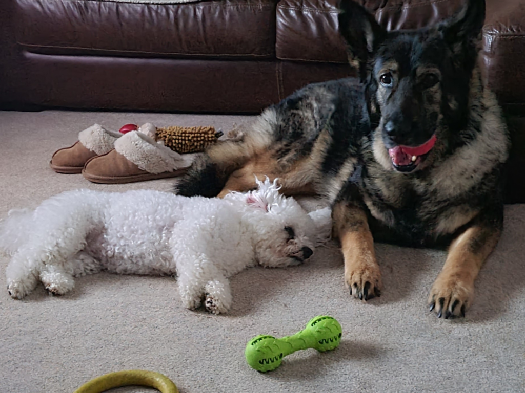 Retired police dog Norma with Ella