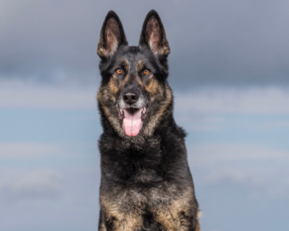 Retired police dog Redd