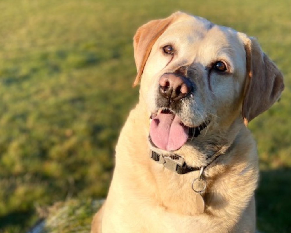 Retired police dog Reggie