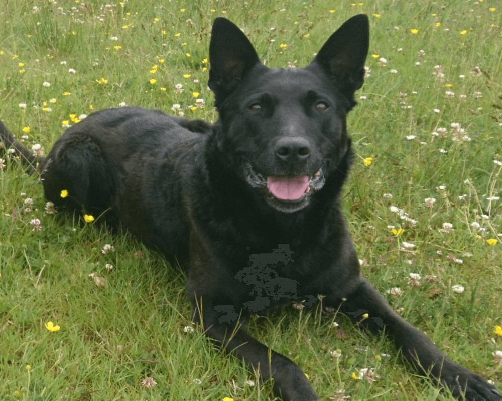 Retired police dog Rook