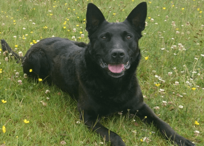 Retired police dog Rook