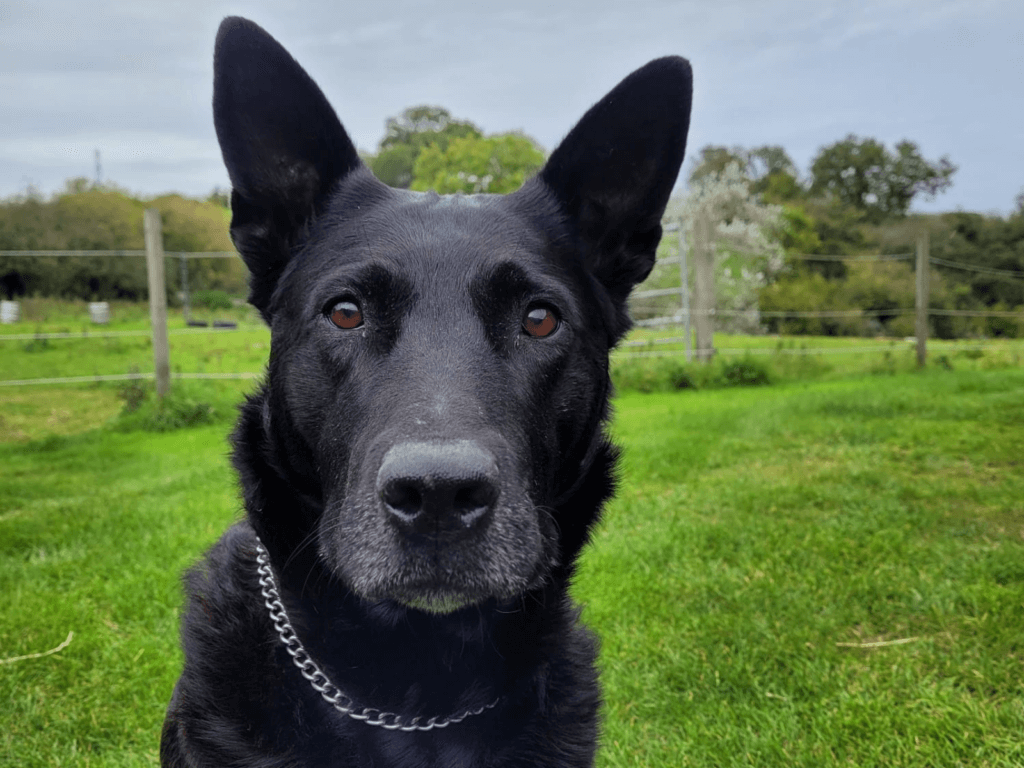Retired police dog Rook