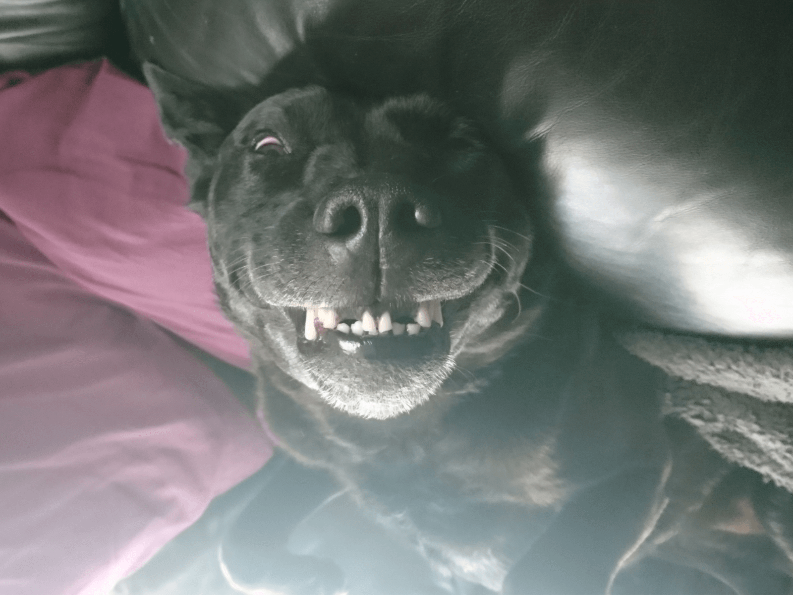 Retired police dog Rook pulls a funny face!