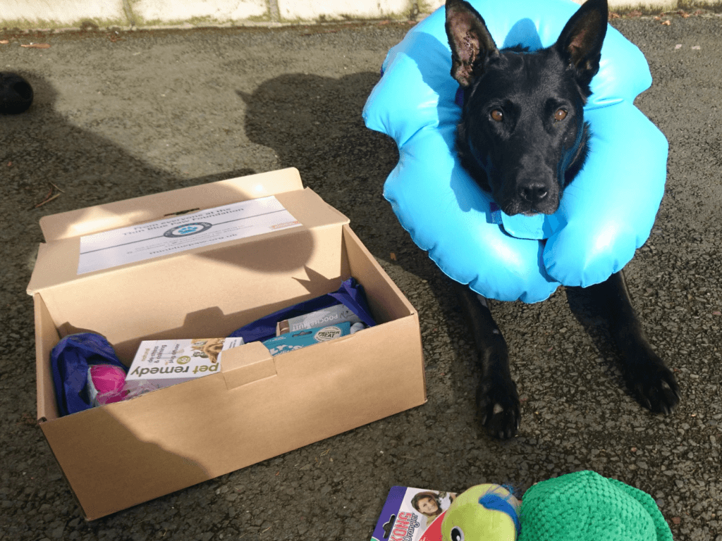 Retired police dog Rook with his welcome kit