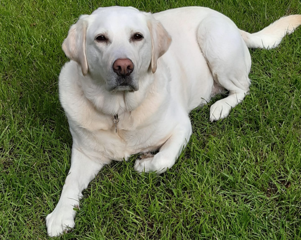 Retired police dog Roxy