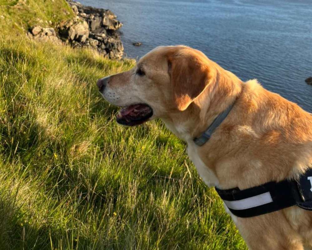 Retired police dog Rufus by the coast