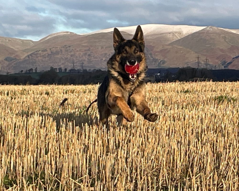Retired police dog Saul runs through the fields