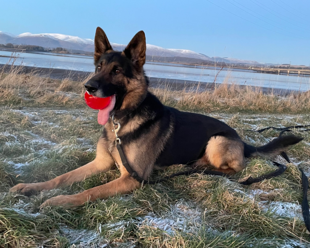 Retired police dog Saul with his toy