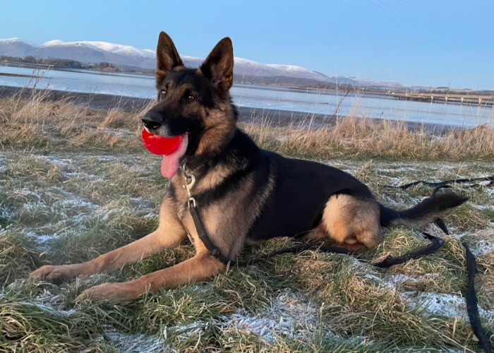 Retired police dog Saul with his toy
