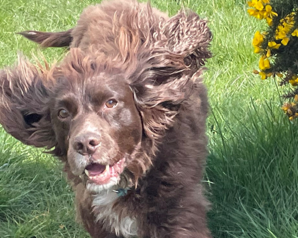 Retired police dog Spud