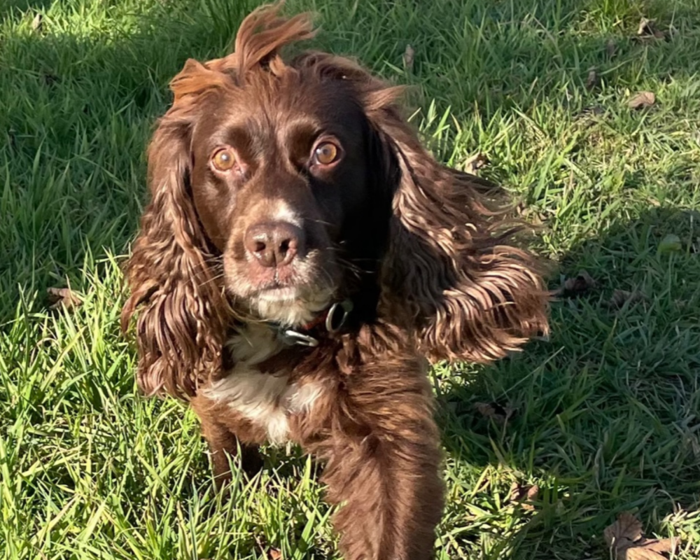 Retired police dog Spud