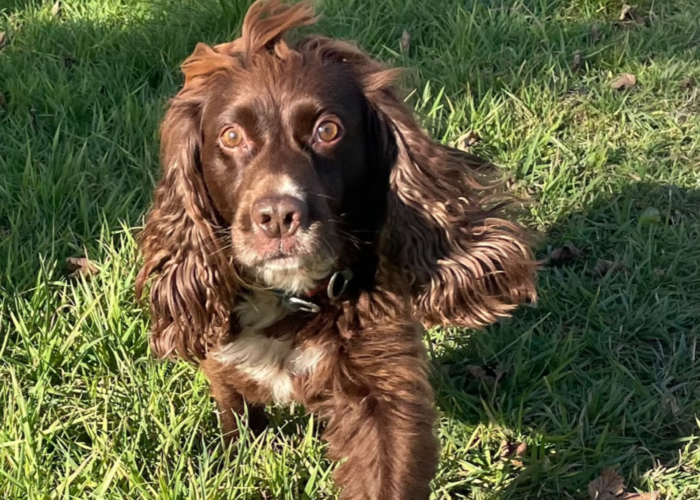 Retired police dog Spud