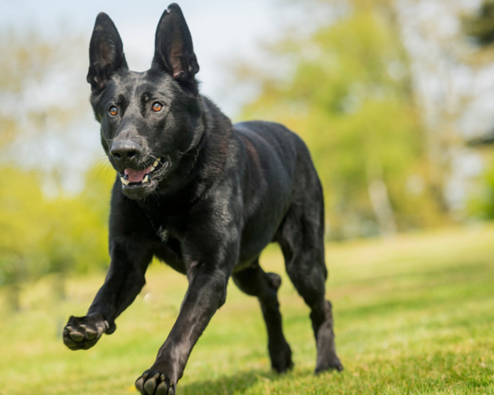 Retired police dog Stark