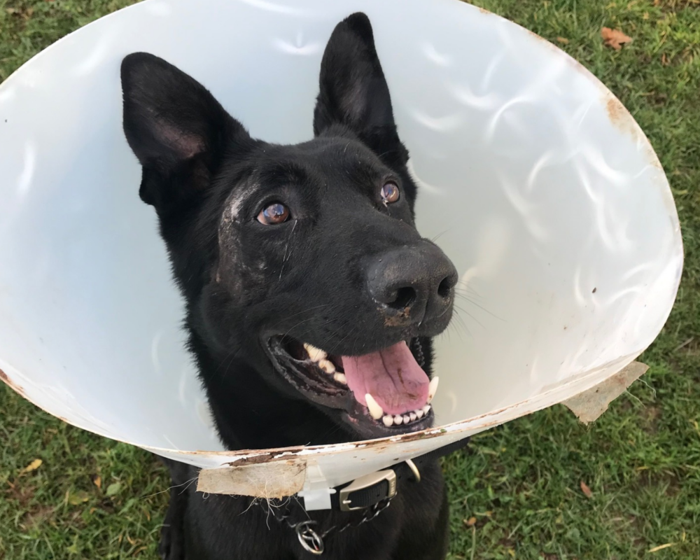 PD Stark after he was injured