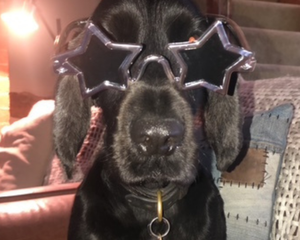 Retired police dog Syd dresses up