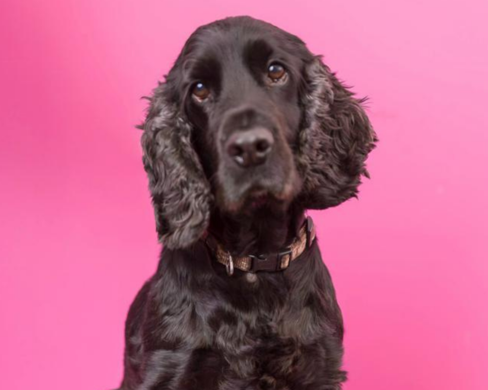 Retired police dog Syd