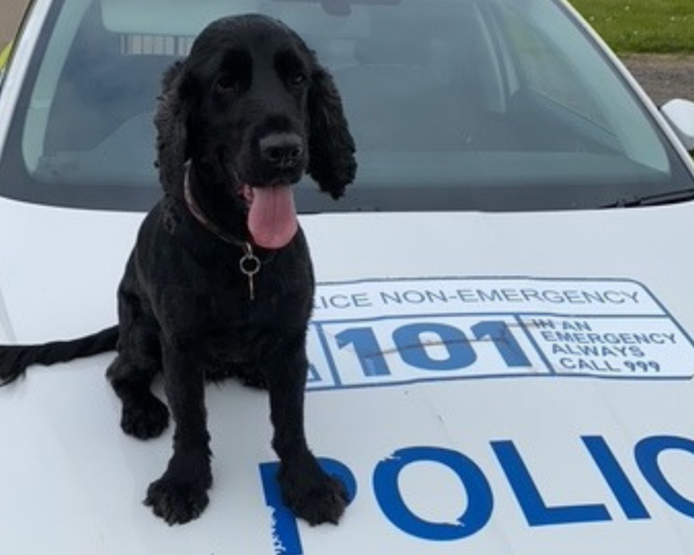 Police dog Syd on duty