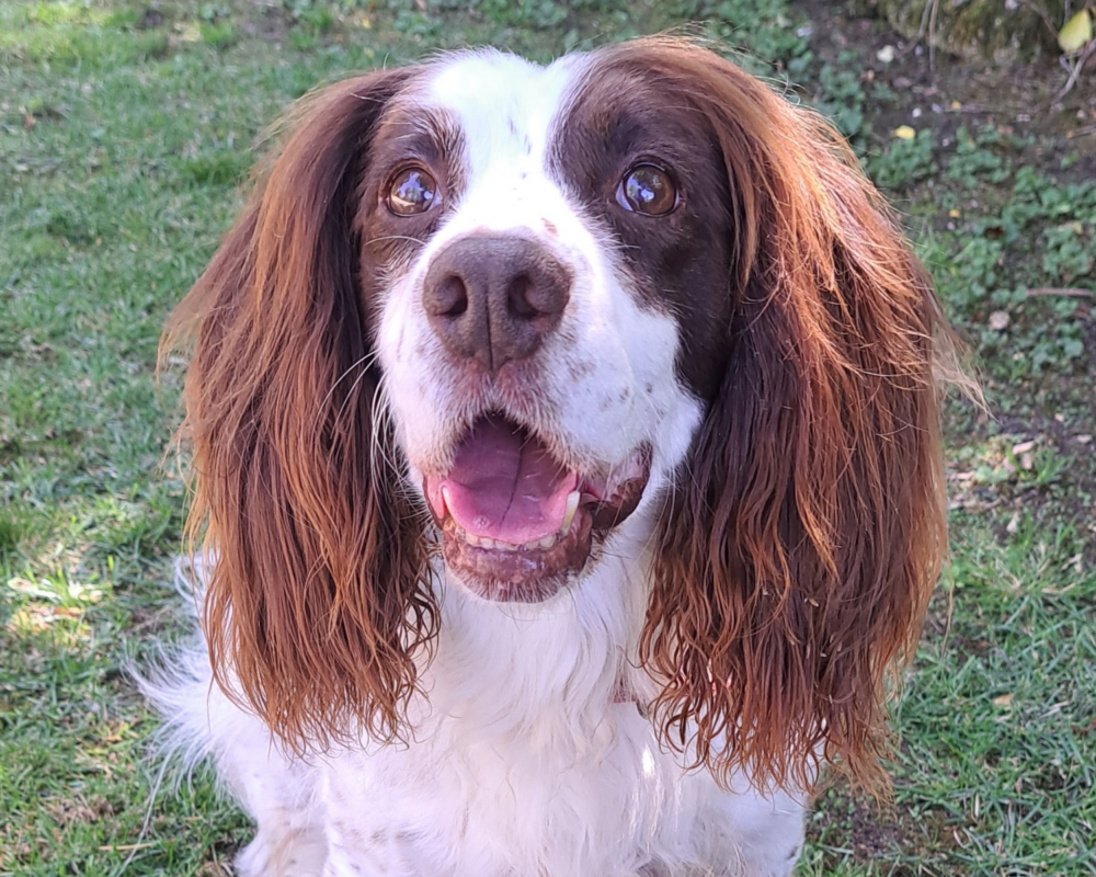 Retired police dog Zuma