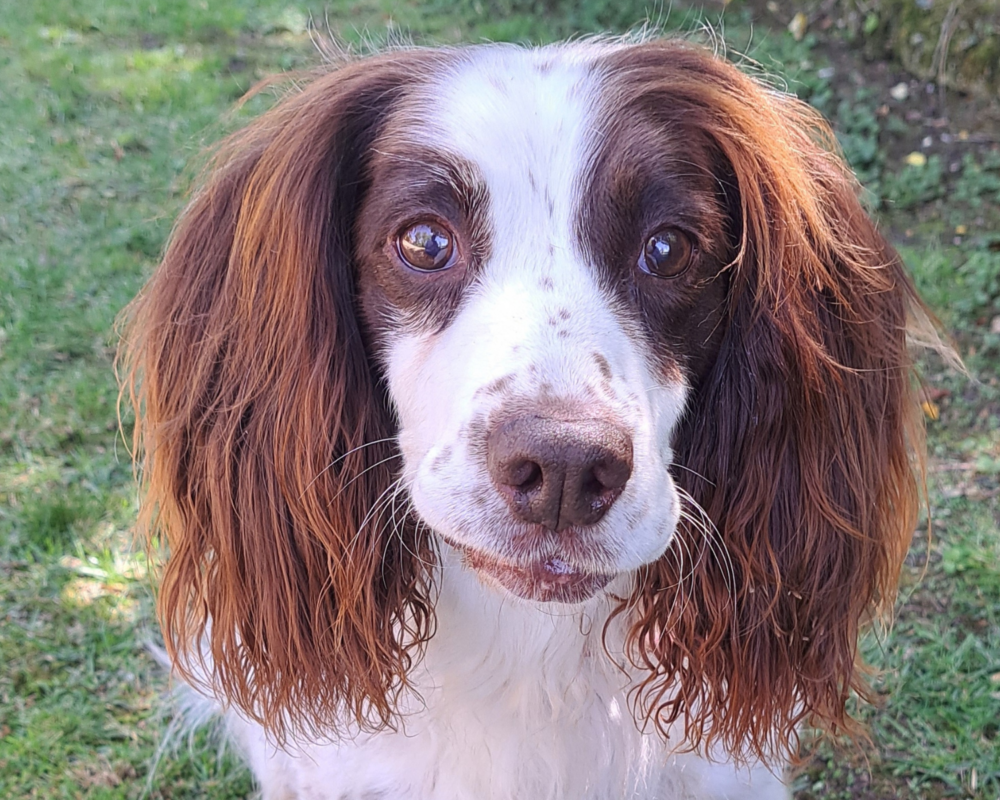Retired police dog Zuma