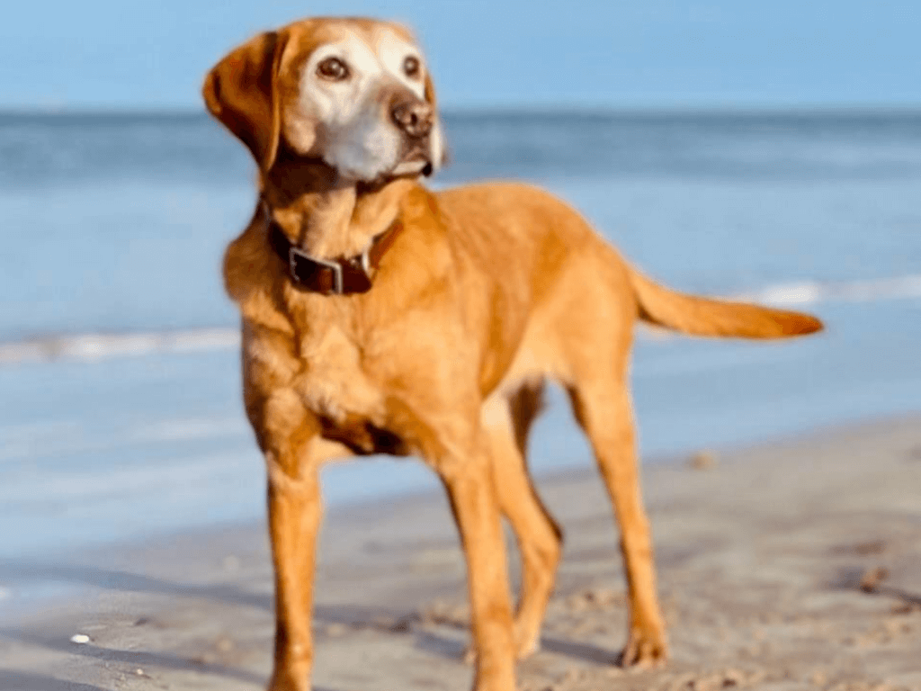 Retired police dog Amber at the beach