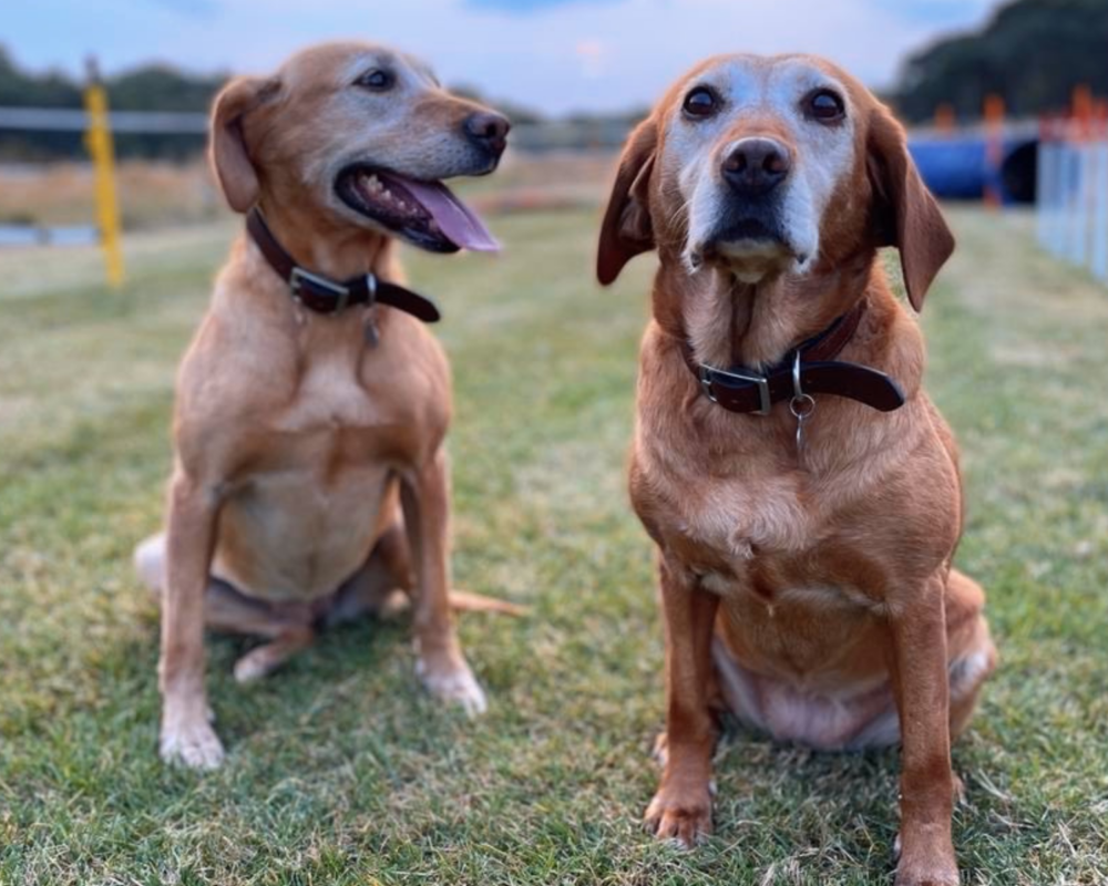Retired police dog Amber and Coppa