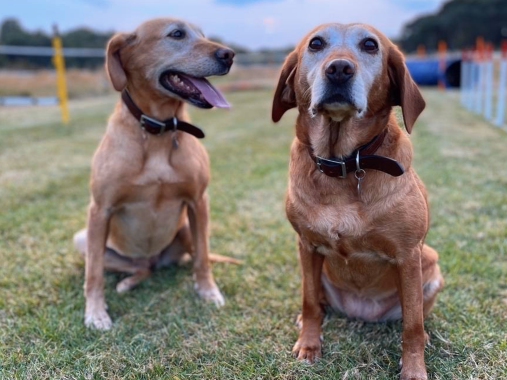 Retired police dog Amber and Coppa